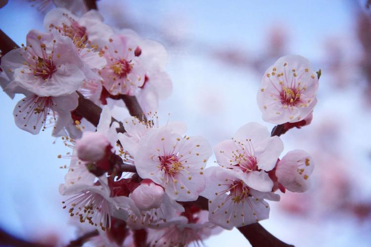 桃花开了